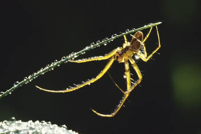 Framed Print : Autumn spider, real autumn spider