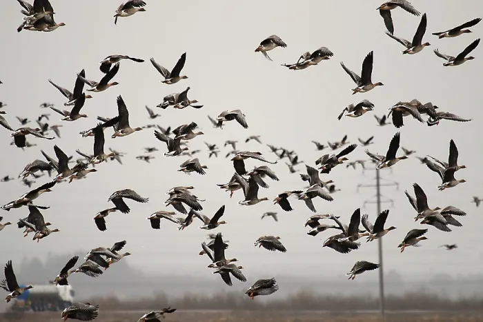 Framed Print : Autumn and spring migrations of birds Framed Print : Autumn and spring migrations of birds