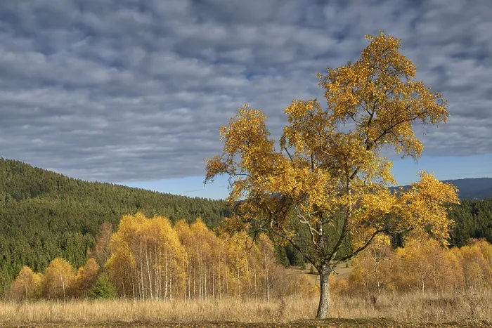 Framed Print : Autumn in the Sumava National Park