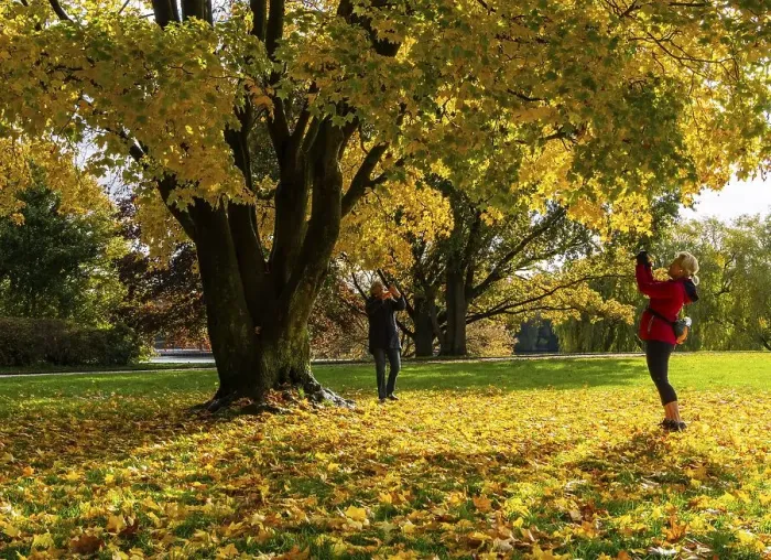 Framed Print : Autumn time, trees and foliage in the park