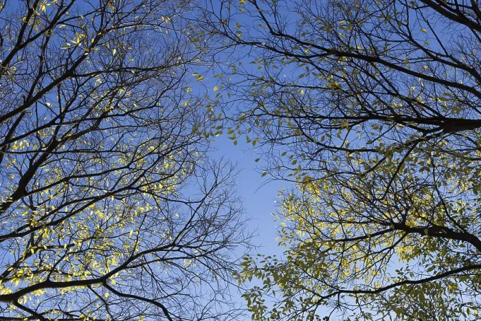 Framed Print : Autumn trees top in forest, blue sky shining through leaves Framed Print : Autumn trees top in forest, blue sky shining through leaves