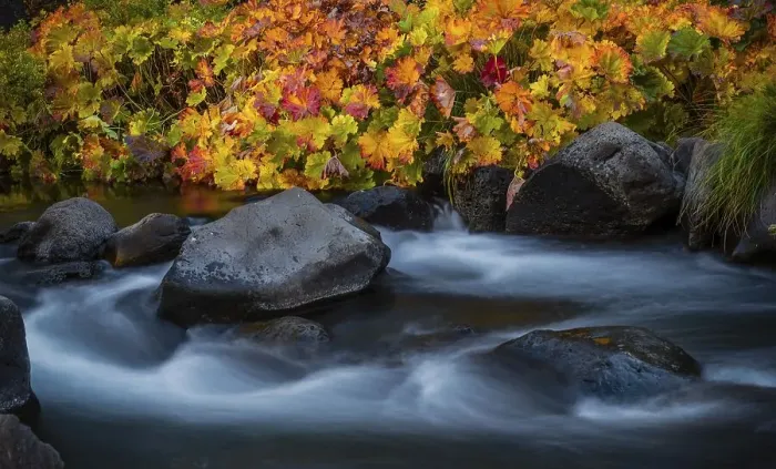 Framed Print : Autumn vegetation on the McCloud River Framed Print : Autumn vegetation on the McCloud River