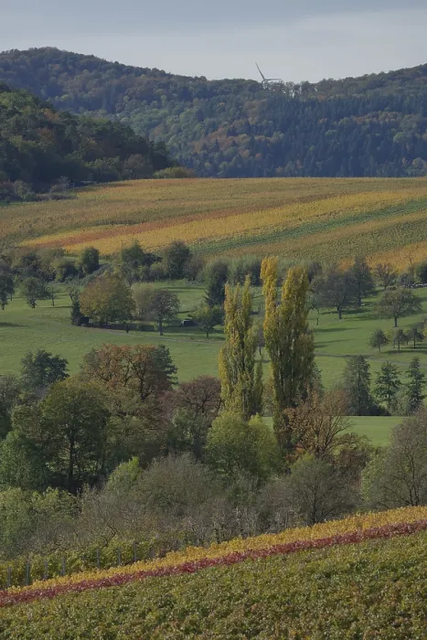 Framed Print : Autumn vineyards near Michelbach am Wald