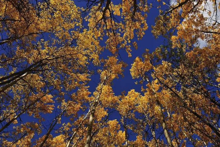 Framed Print : Autumnal aspen forest from below Framed Print : Autumnal aspen forest from below