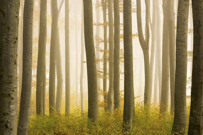 Framed Print : Autumnal Beech forest (Fagus) with fog Framed Print : Autumnal Beech forest (Fagus) with fog
