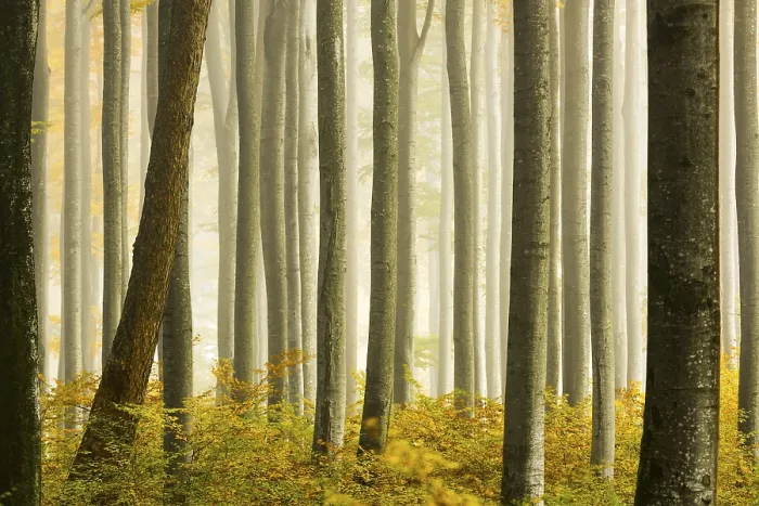 Framed Print : Autumnal Beech forest (Fagus) with fog