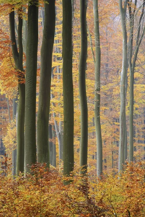 Framed Print : Autumnal Beech forest (Fagus silvatica)