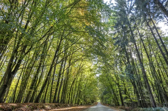 Framed Print : Autumnal beech forest (Fagus) on a village street Rehna