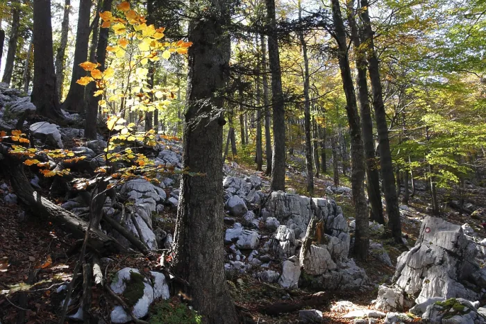 Framed Print : Autumnal beech forest with rocks Framed Print : Autumnal beech forest with rocks