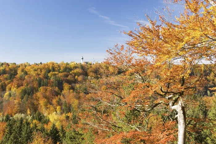 Framed Print : Autumnal beech - Isar valley near Munich - Bavaria - Germany