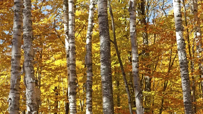 Framed Print : Autumnal birch forest panorama in Canada Framed Print : Autumnal birch forest panorama in Canada