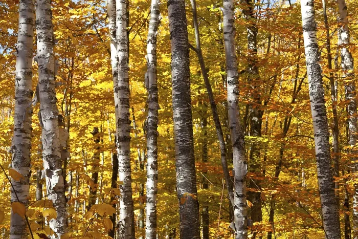 Framed Print : Autumnal birch forest panorama in Canada