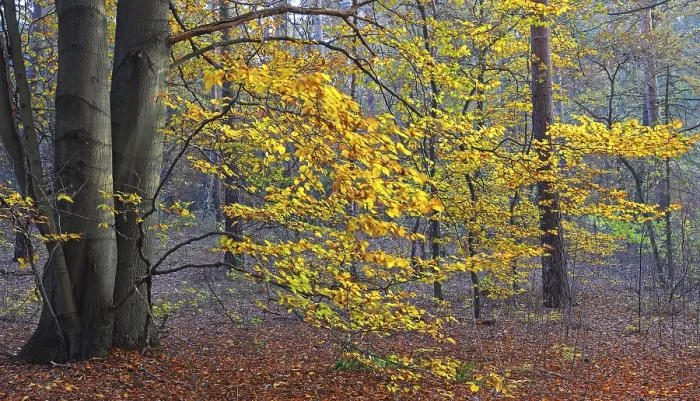 Framed Print : Autumnal colored Beech trees (Fagus)