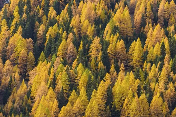 Framed Print : Autumnal colored mountain forest with larch trees Framed Print : Autumnal colored mountain forest with larch trees