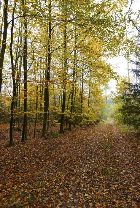 Framed Print : Autumnal coloured beech forest with morning fog