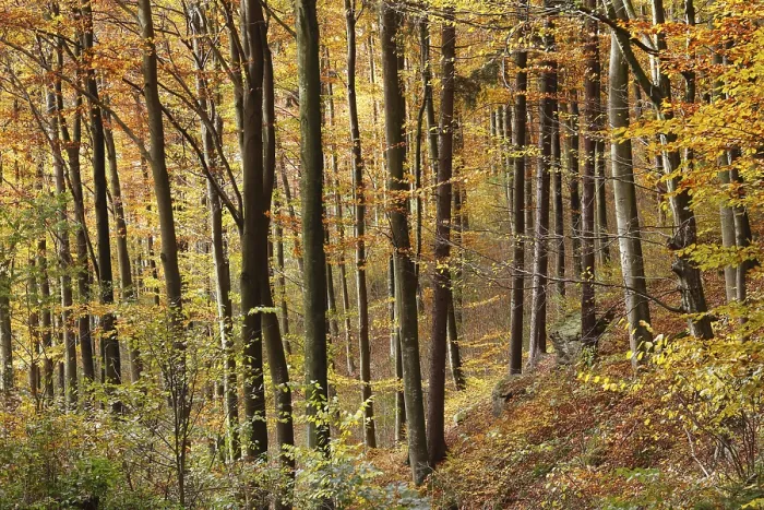 Framed Print : Autumnal deciduous forest, Aggstein Framed Print : Autumnal deciduous forest, Aggstein