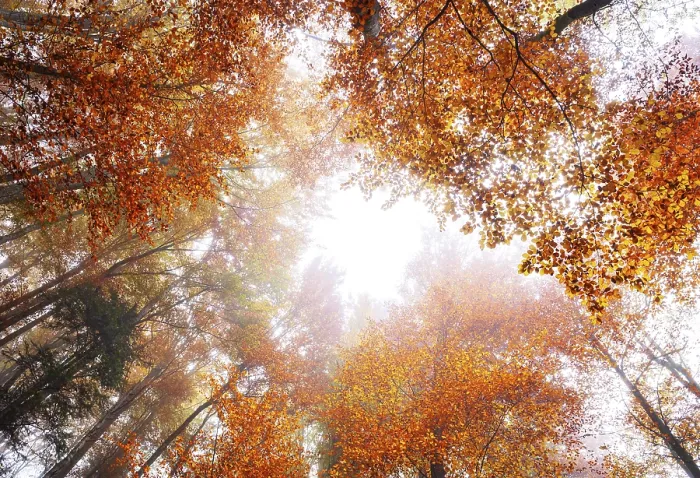 Framed Print : Autumnal deciduous forest, Mondseeland Framed Print : Autumnal deciduous forest, Mondseeland