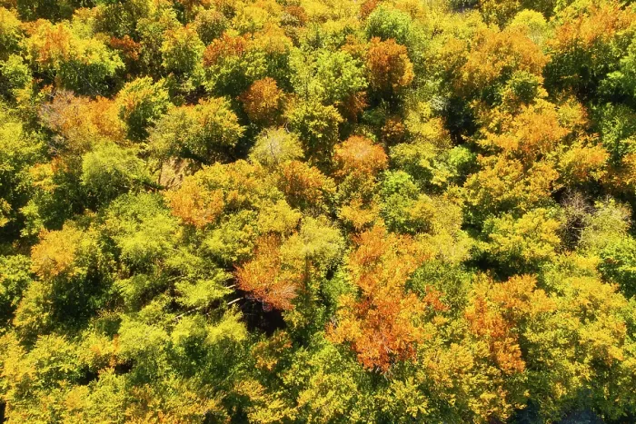 Framed Print : Autumnal deciduous forest, Wolfratshausen