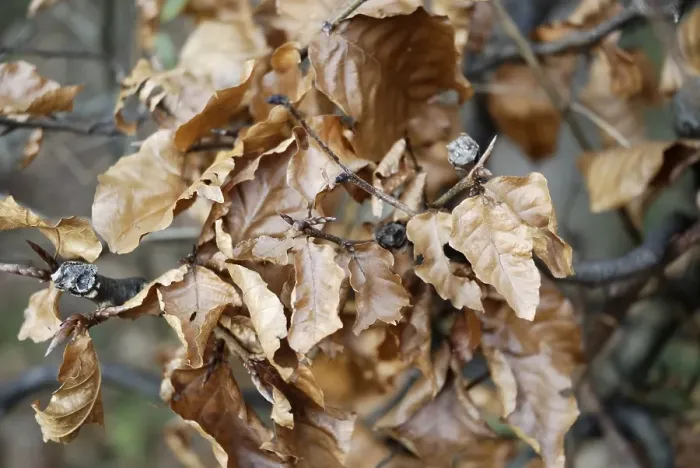 Framed Print : Autumnal, dried leaves of beech tree fagus sylvatica fagaceae