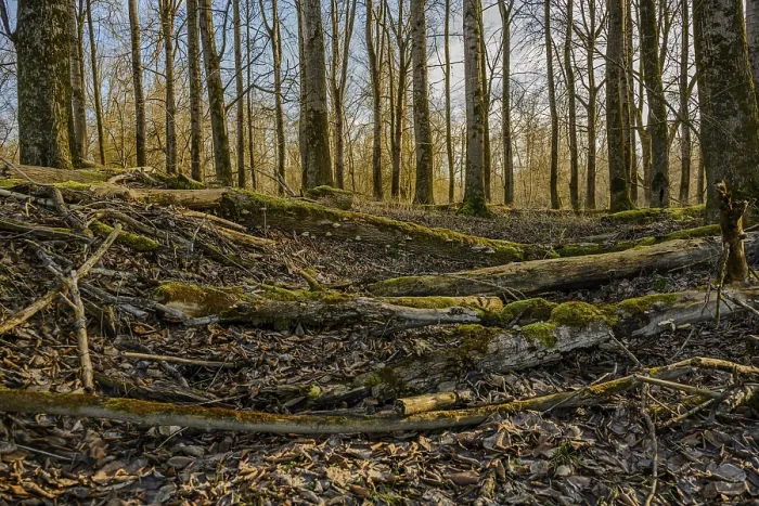 Framed Print : Autumnal forest floor with moss and fallen tree trunks