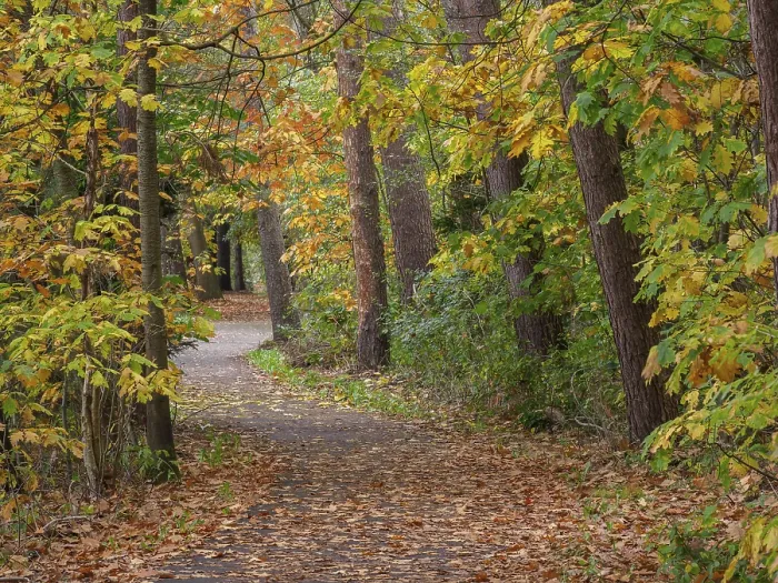 Framed Print : Autumnal forest path covered with leaves
