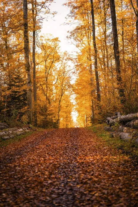 Framed Print : An autumnal forest trail covered by orange leaves