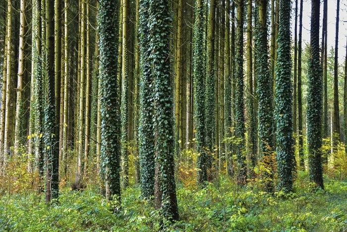 Framed Print : Autumnal high forest, tree trunks entwined with ivy