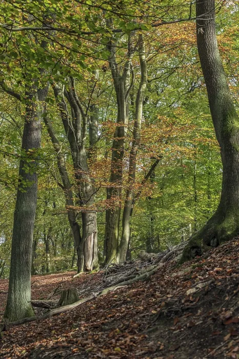 Framed Print : Autumnal hillside location in the forest
