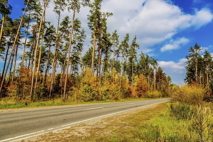 Framed Print : Autumnal landscape with big tree and road in forest
