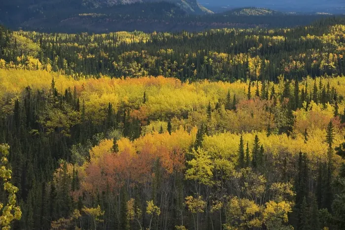 Framed Print : Autumnal landscape, Denali National Park