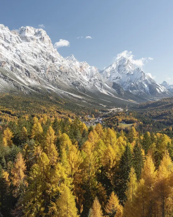 Framed Print : Autumnal larch forest Larix (decidua) in front of snow-covered mountains under a blue sky Framed Print : Autumnal larch forest Larix (decidua) in front of snow-covered mountains under a blue sky