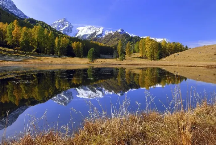 Framed Print : Autumnal larch forest reflected in Lake Schwarzsee or Lai Nair