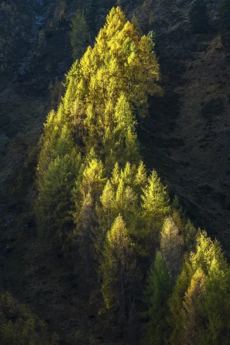 Framed Print : Autumnal larch forest, Sellraintal valley