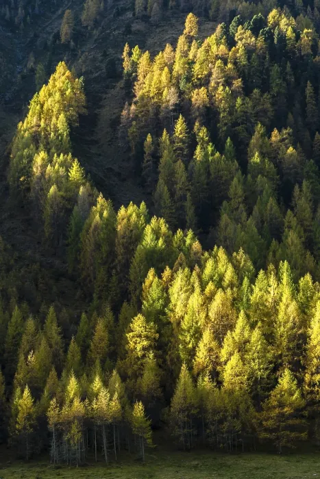 Framed Print : Autumnal larch forest, Sellraintal valley
