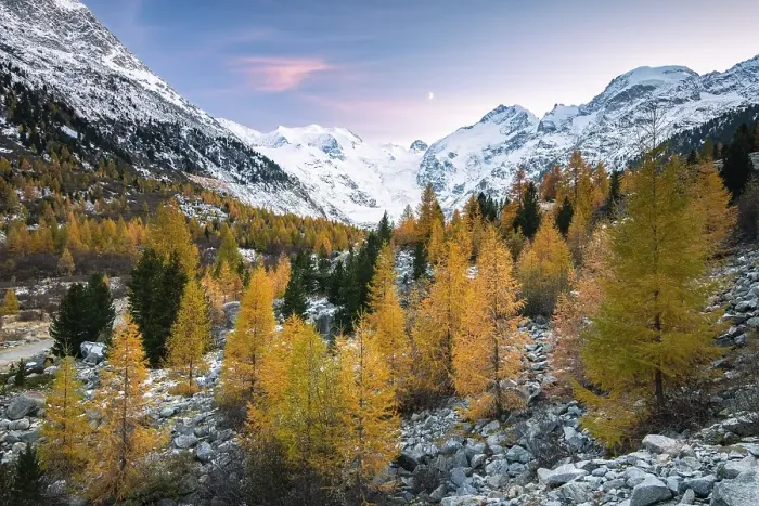 Framed Print : Autumnal larch forest in the valley of the Morteratsch Glacier