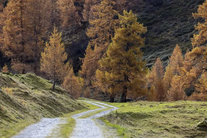 Framed Print : Autumnal larch forests, Vallon d'Arbi Framed Print : Autumnal larch forests, Vallon d'Arbi