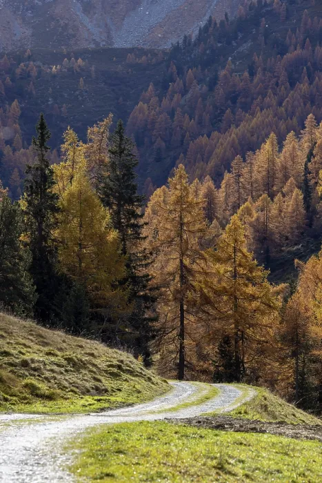 Framed Print : Autumnal larch forests, Vallon d'Arbi