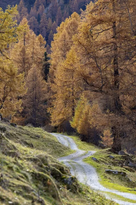 Framed Print : Autumnal larch forests, Vallon d'Arbi Framed Print : Autumnal larch forests, Vallon d'Arbi