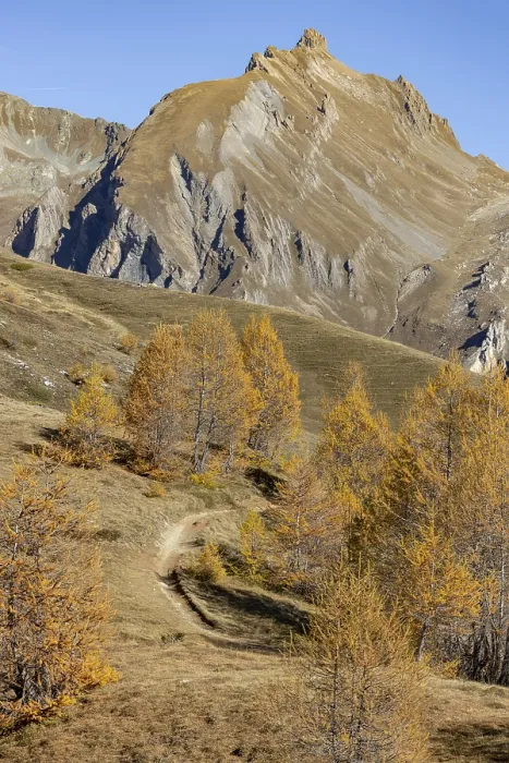 Framed Print : Autumnal larch forests, view of the Faldumrothorn