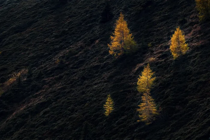 Framed Print : Autumnal larch (Larix decidua) on a dark mountain slope