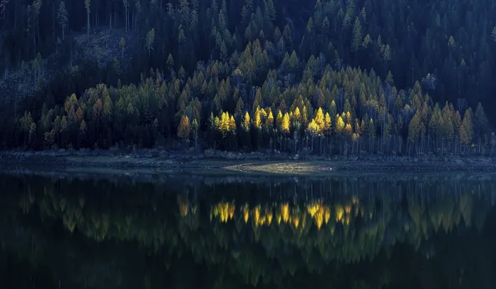 Framed Print : Autumnal larches in bright colours