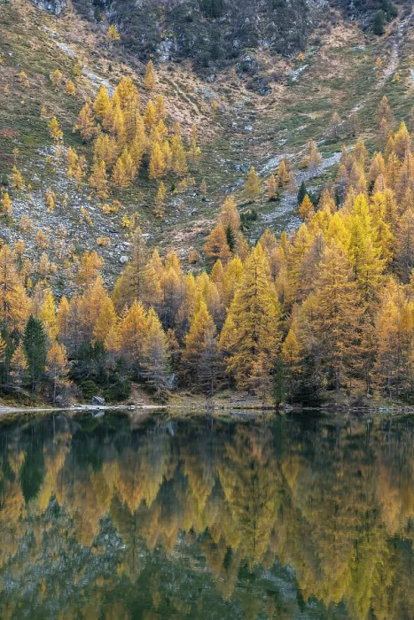 Framed Print : Autumnal larches are reflected in the Lake Palpuogna