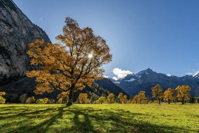 Framed Print : Autumnal Maple (Acer) in backlight with mountains in the background