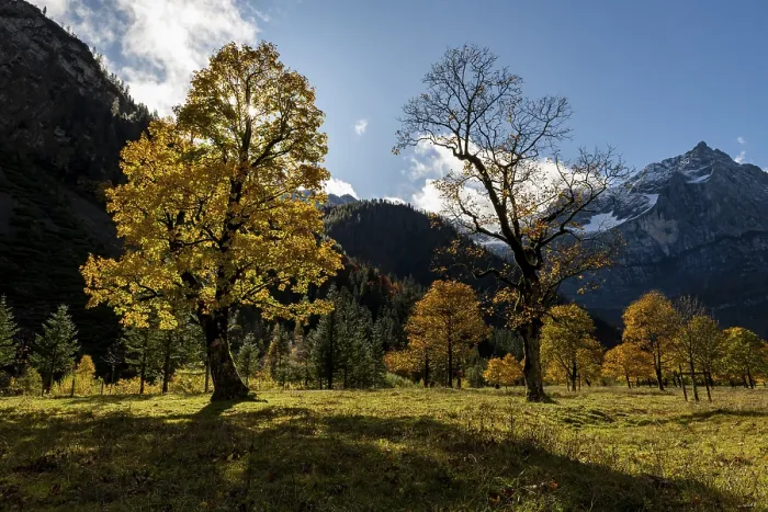 Framed Print : Autumnal Maple (Acer) in backlight with mountains in the background Framed Print : Autumnal Maple (Acer) in backlight with mountains in the background