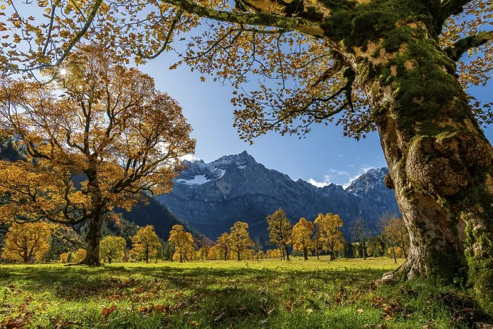 Framed Print : Autumnal Maple (Acer) in backlight with mountains in the background Framed Print : Autumnal Maple (Acer) in backlight with mountains in the background