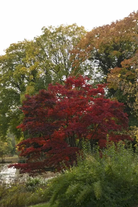 Framed Print : Autumnal maple tree