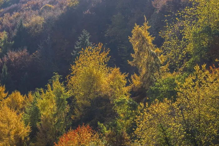 Framed Print : Autumnal mixed forest, Ahr valley