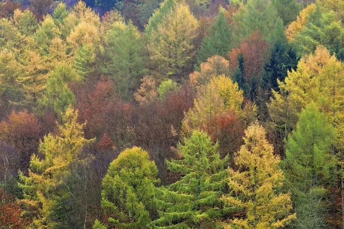 Framed Print : Autumnal mixed forest with larches (Larix) Framed Print : Autumnal mixed forest with larches (Larix)