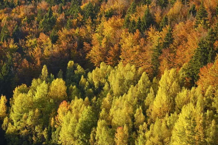 Framed Print : Autumnal mixed forest, near Frauenau