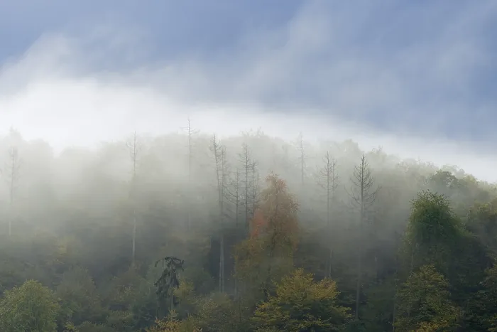 Framed Print : Autumnal mixed forest with rising fog Framed Print : Autumnal mixed forest with rising fog
